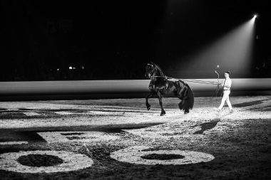 Projectie samen met paardenshow